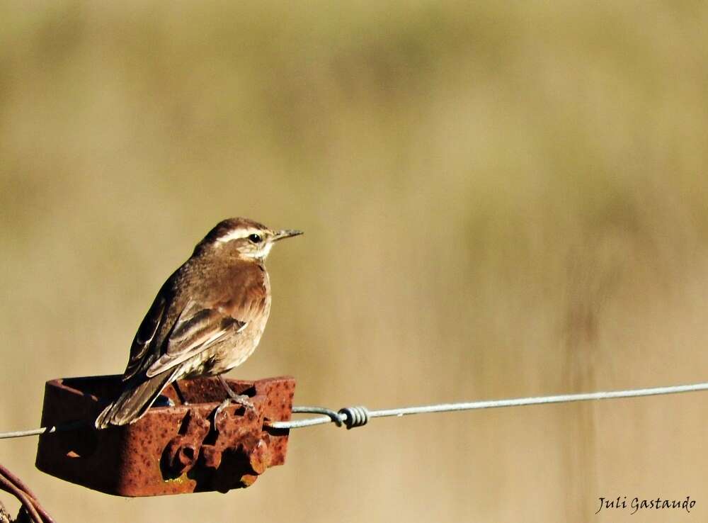 Image of Bar-winged cinclodes