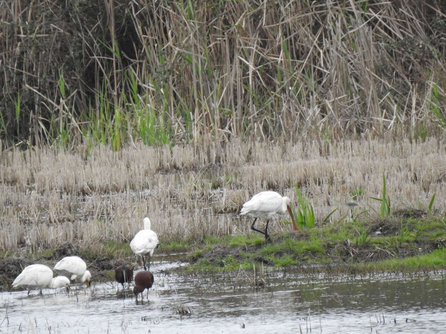 صورة Platalea leucorodia leucorodia Linnaeus 1758