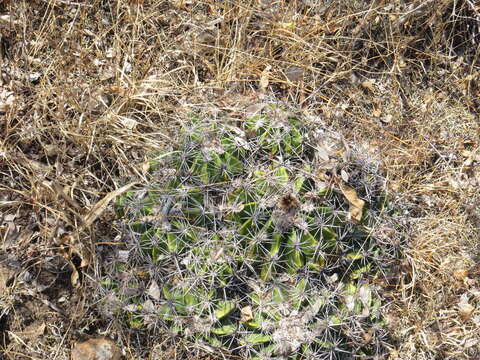 Image of Ferocactus flavovirens (Scheidw.) Britton & Rose