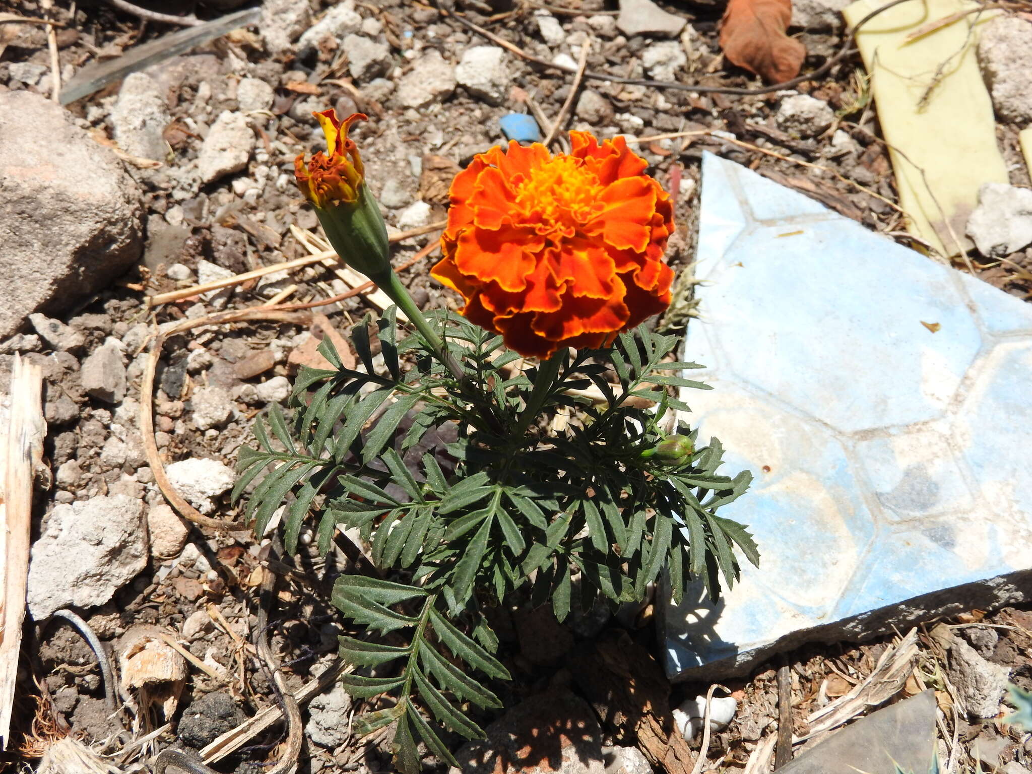 Image of French marigold