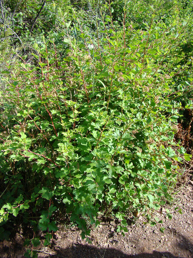 Слика од Physocarpus monogynus (Torr.) Kuntze