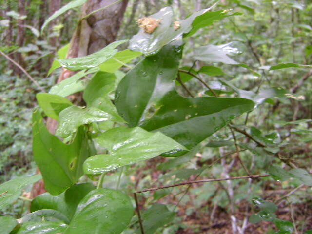 Plancia ëd Bauhinia jucunda Brandegee