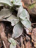 Слика од Helichrysum grandiflorum (L.) D. Don