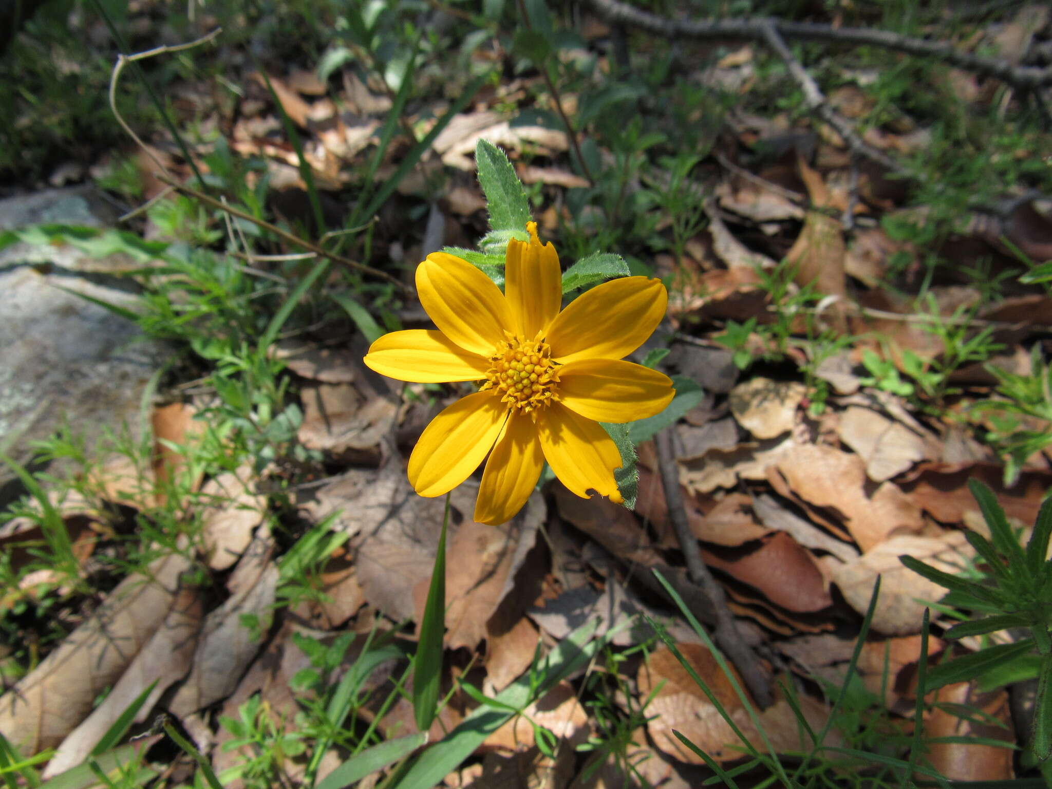 Image de Lasianthaea aurea (D. Don) K. M. Becker