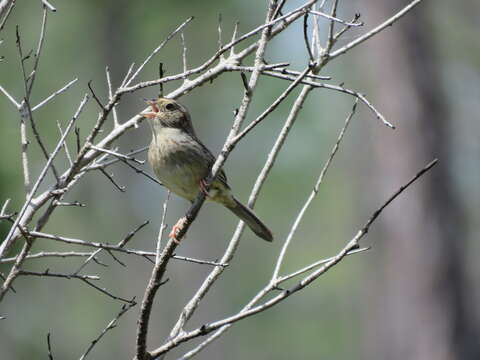 Image of Bachman's Sparrow