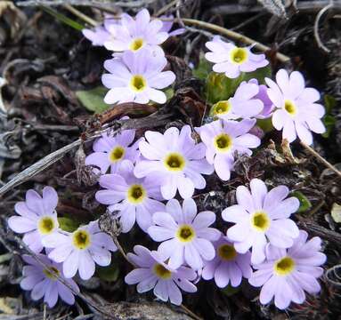 Image de Primula walshii Craib