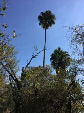 Image of Rio Grande palmetto