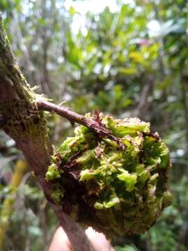 Image of Colea fusca H. Perrier