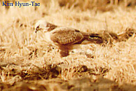 Image of Upland Buzzard