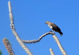 Image of Madagascan Buzzard