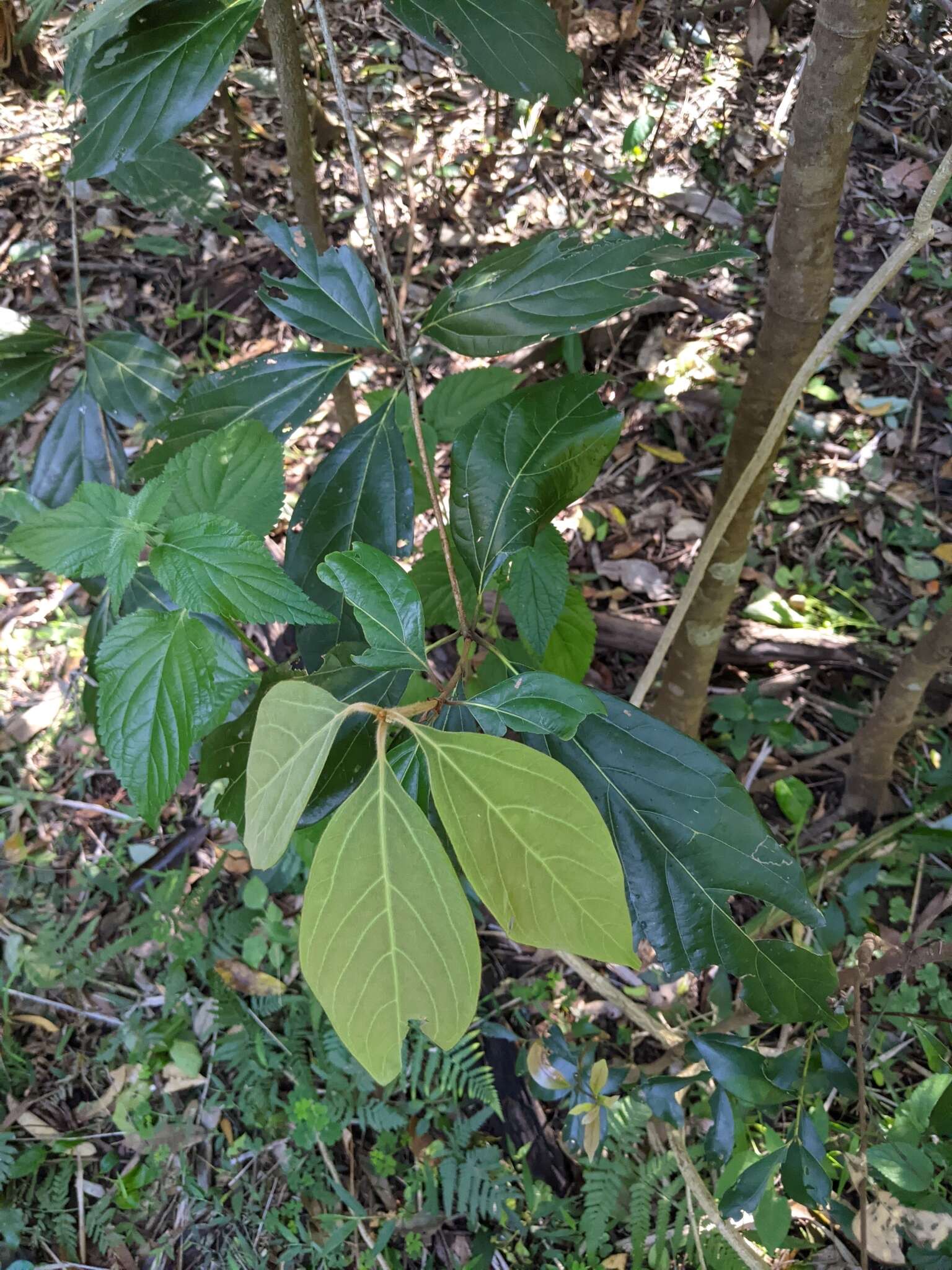 Imagem de Neolitsea dealbata (R. Br.) Merr.