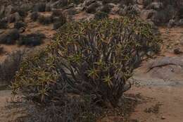 Image of Maiden's Quiver Tree Aloe