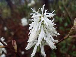 Imagem de Fothergilla gardenii Murr.