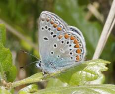 Image of Polyommatus thersites (Cantener 1835)