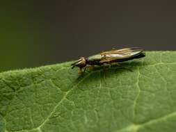 Image of Eumetopiella rufipes (Macquart 1847)