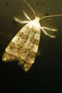 صورة Deuterogonia pudorina Wocke 1857