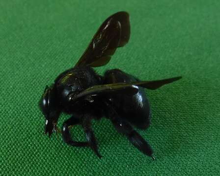 Plancia ëd Xylocopa mordax Smith 1874