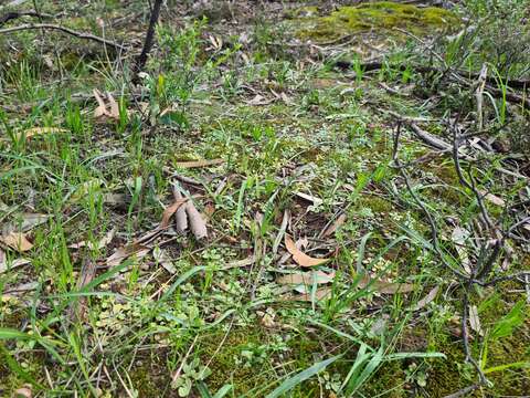 Image of Sharp-leaf greenhood