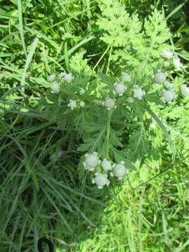 Image of Parthenium bipinnatifidum (Ortega) Rollins