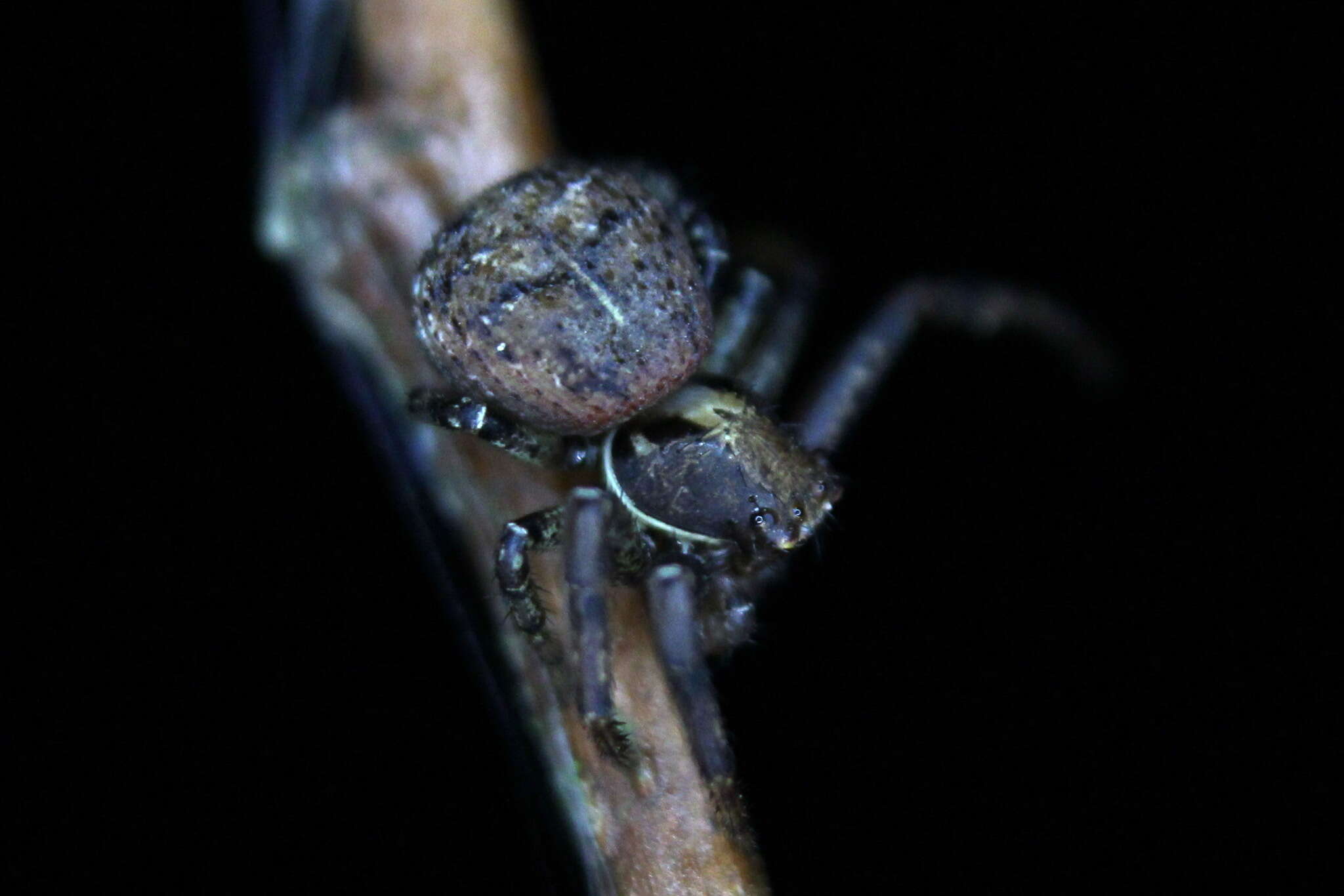 Image of Xysticus audax (Schrank 1803)