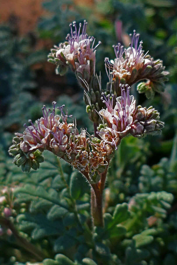 Image of Arizona phacelia