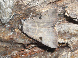 Image of Married Underwing