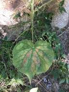 Image of Abutilon xanti A. Gray.