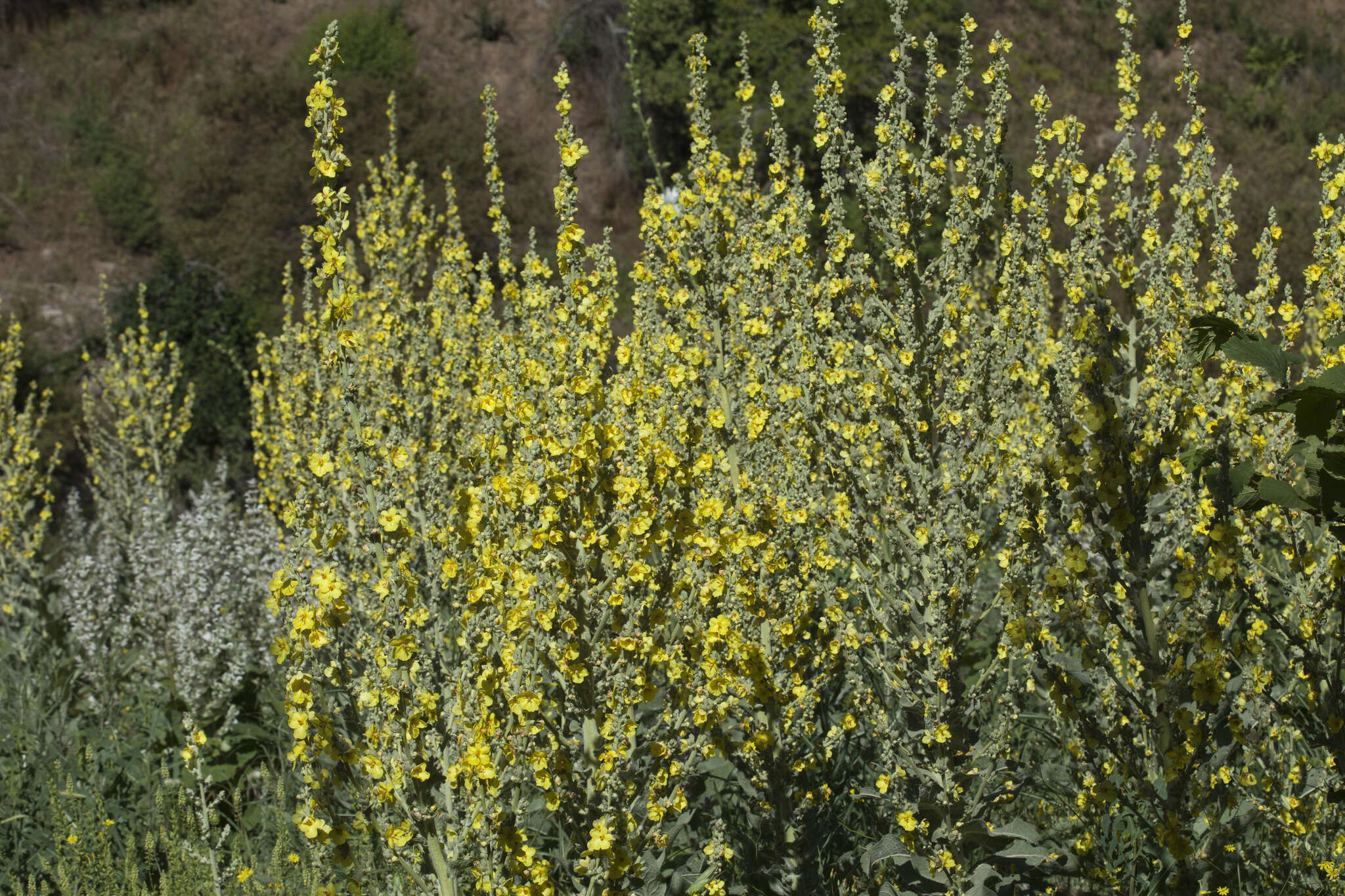 Image of Verbascum songaricum Schrenk