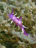 Image of Okenia purpurata Rudman 2004