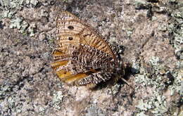 Image of Chryxus Arctic