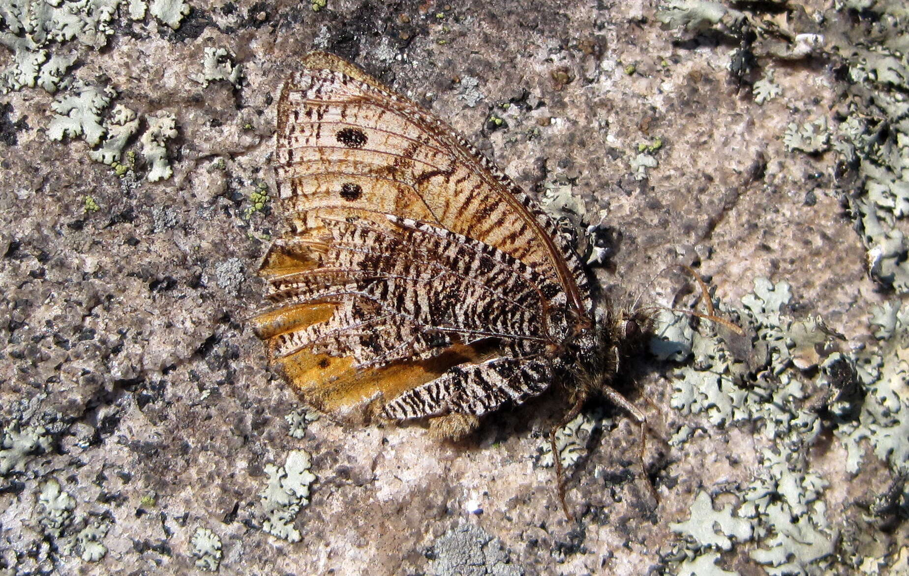 Image of Chryxus Arctic