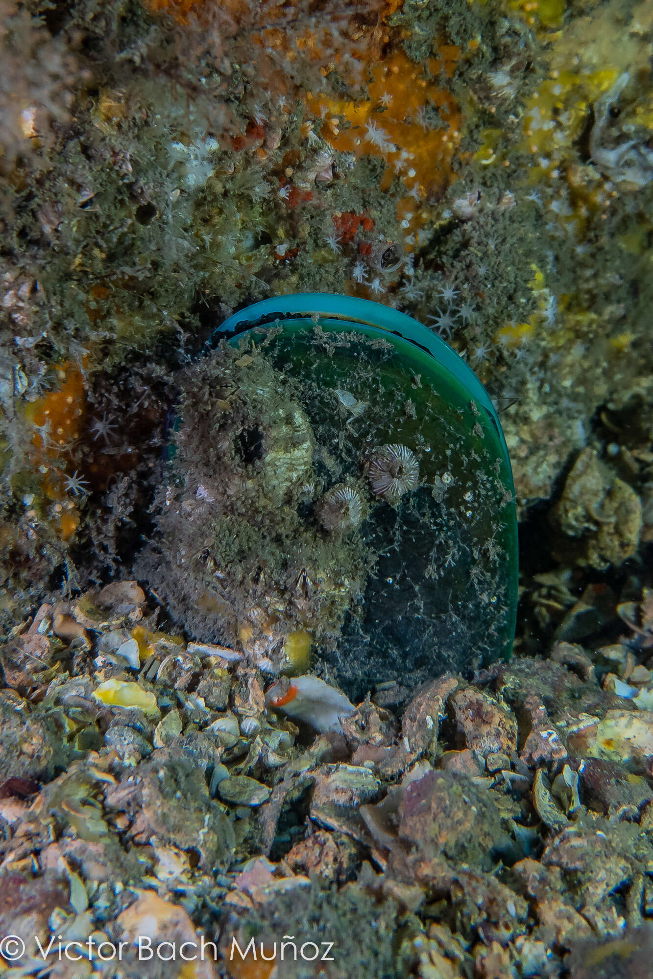 Image of Green mussel