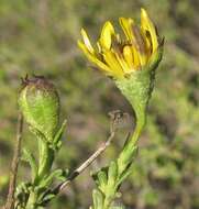 Image de Osteospermum leptolobum (Harv.) T. Norl.