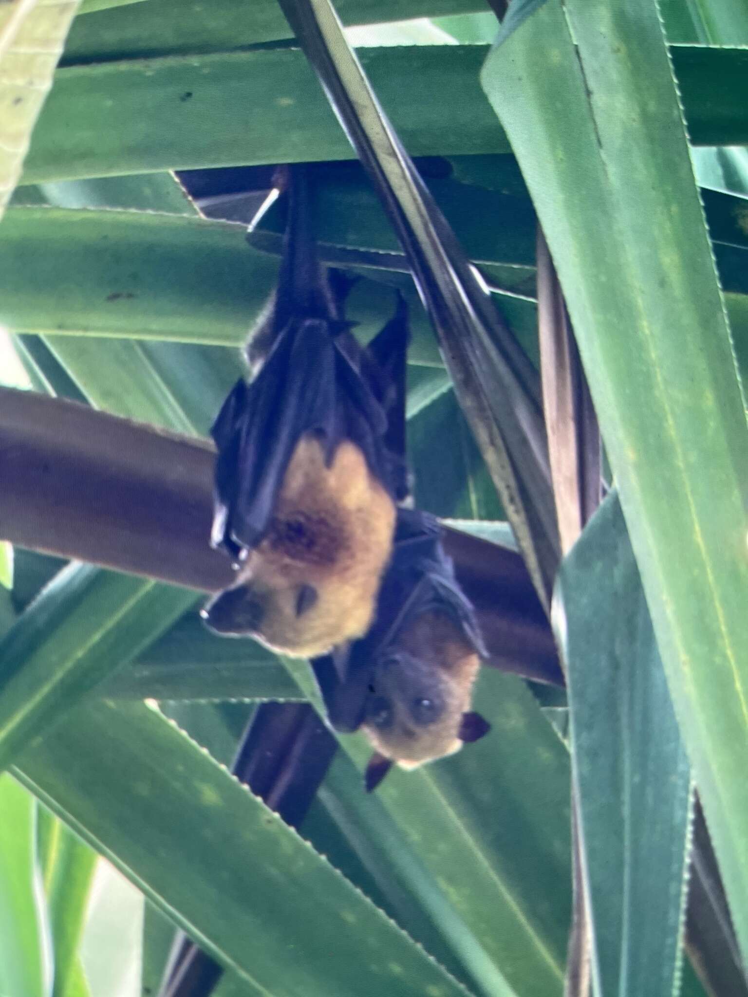 Image of Island Flying Fox