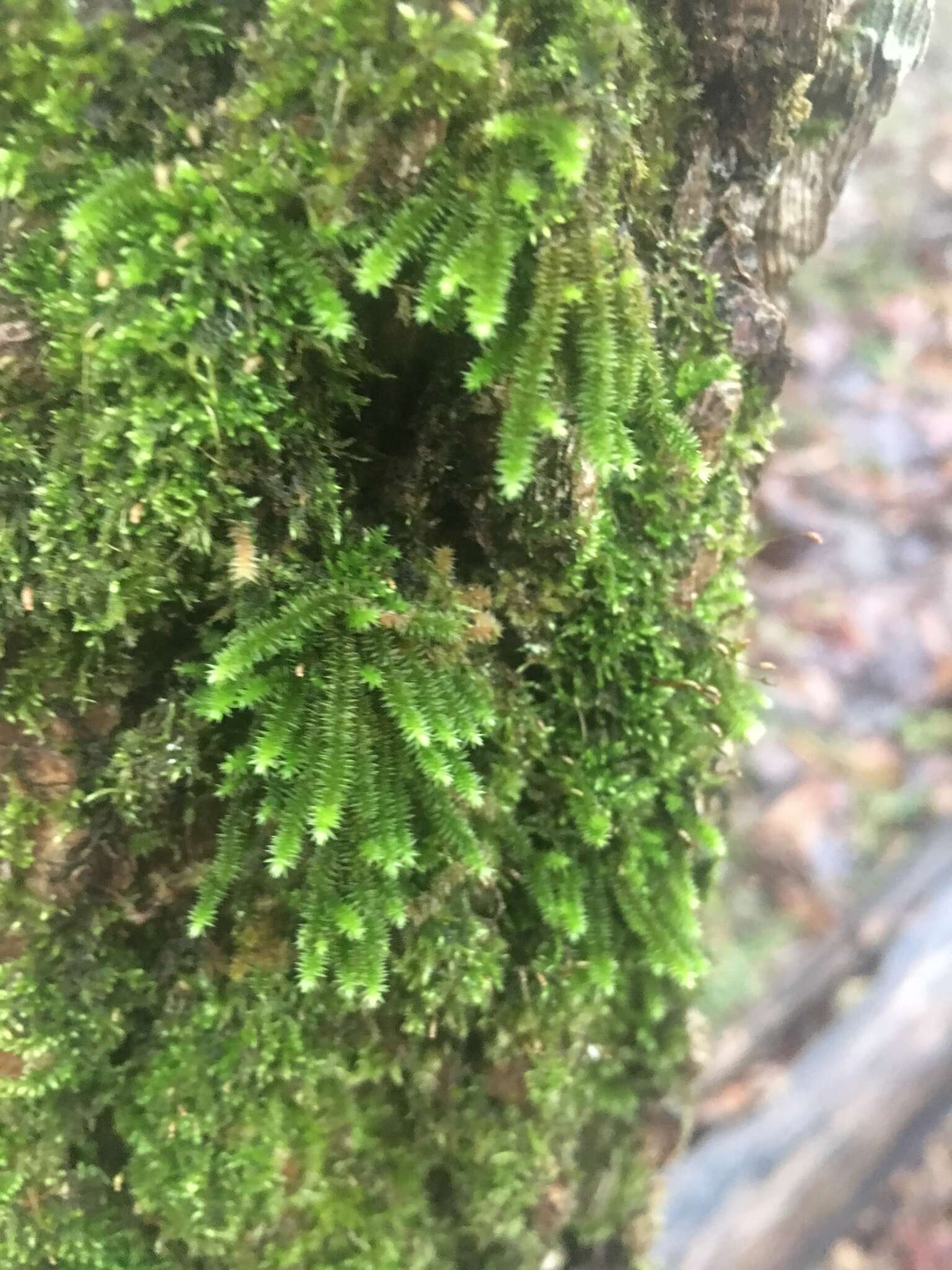 Image of leucodon moss