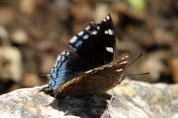 Image of Blue-spangled Charaxes