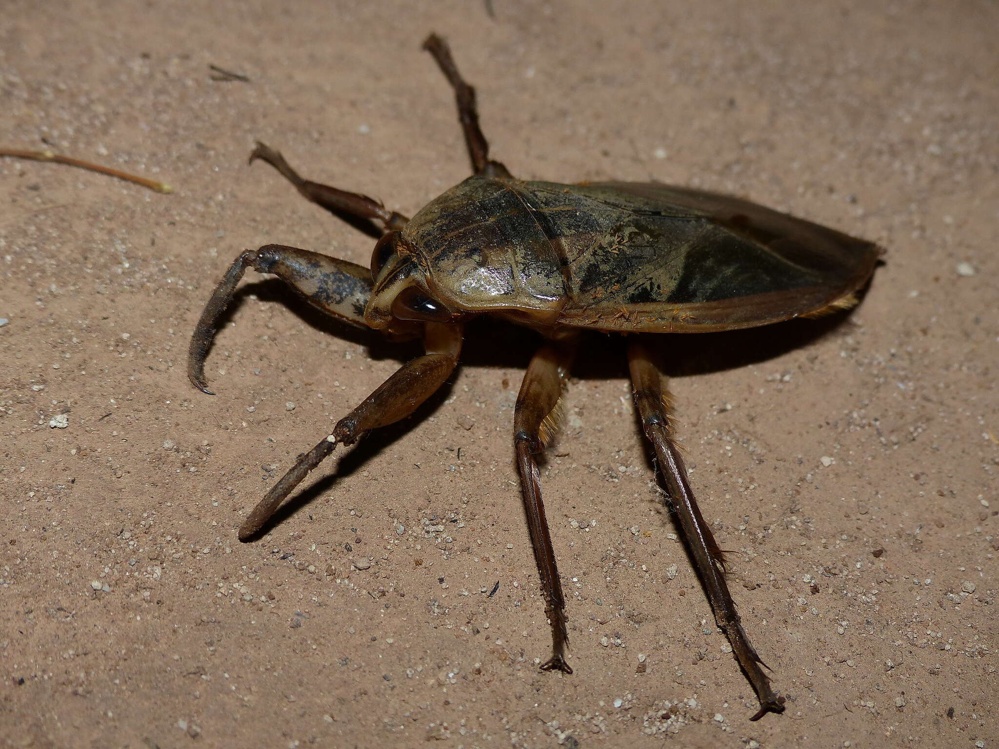 Image of Hydrocyrius colombiae Spinola 1850