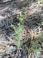 Plancia ëd Galium fendleri A. Gray