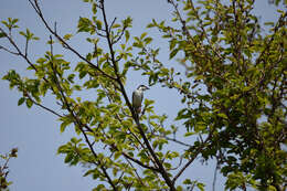 Image of Ashy Minivet