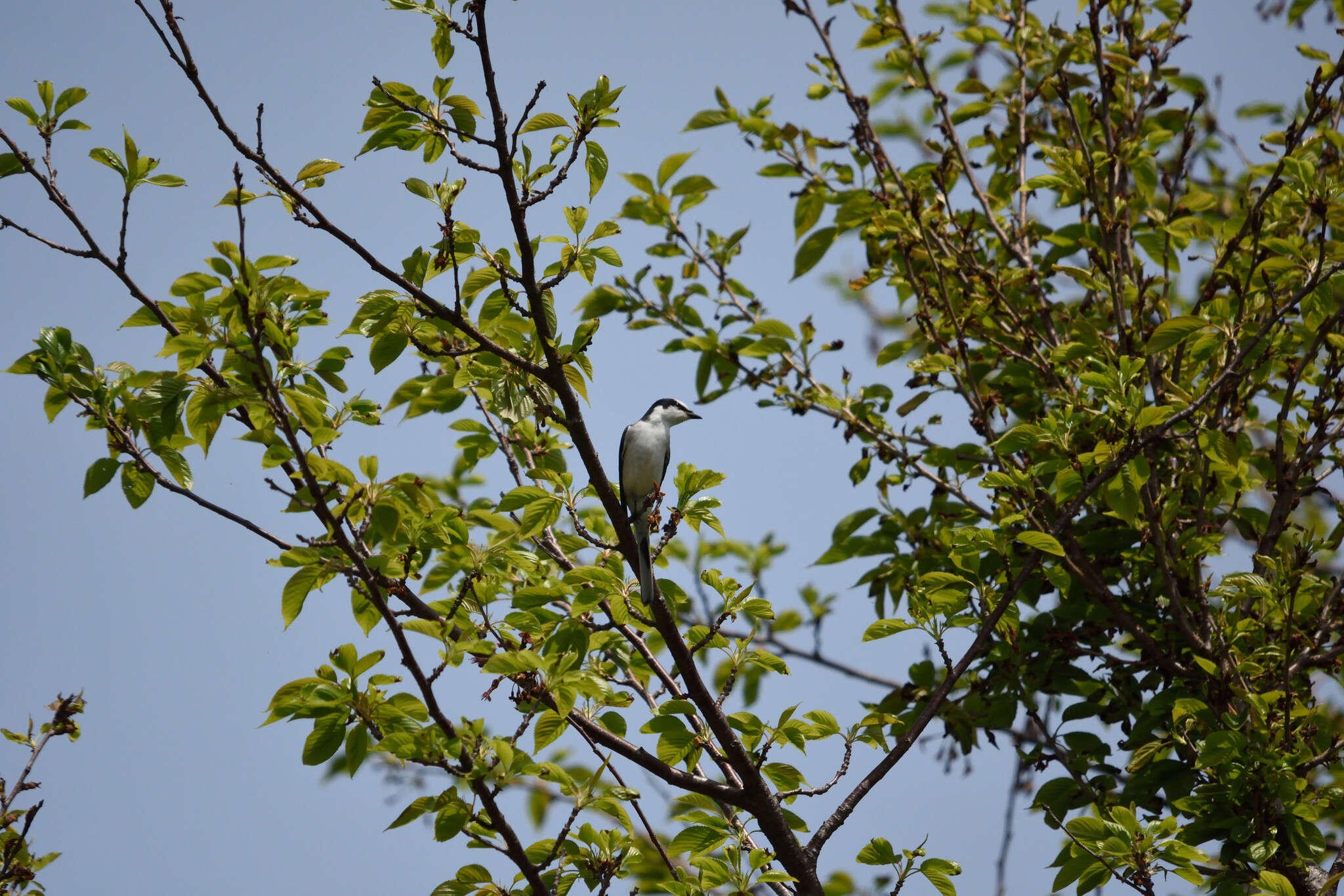 Image of Ashy Minivet