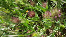 Слика од Trifolium dasyurum C. Presl