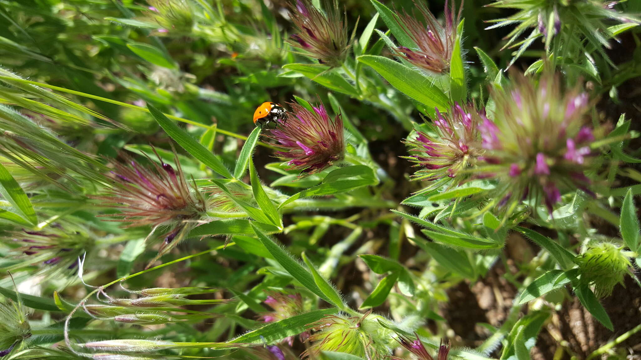 Imagem de Trifolium dasyurum C. Presl