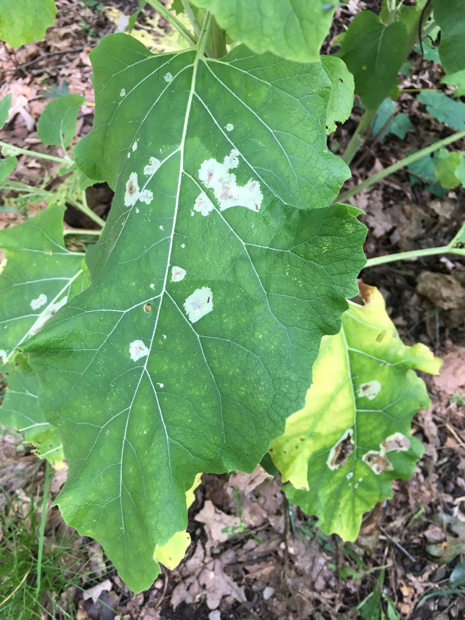 Imagem de Calycomyza flavinotum Frick 1956