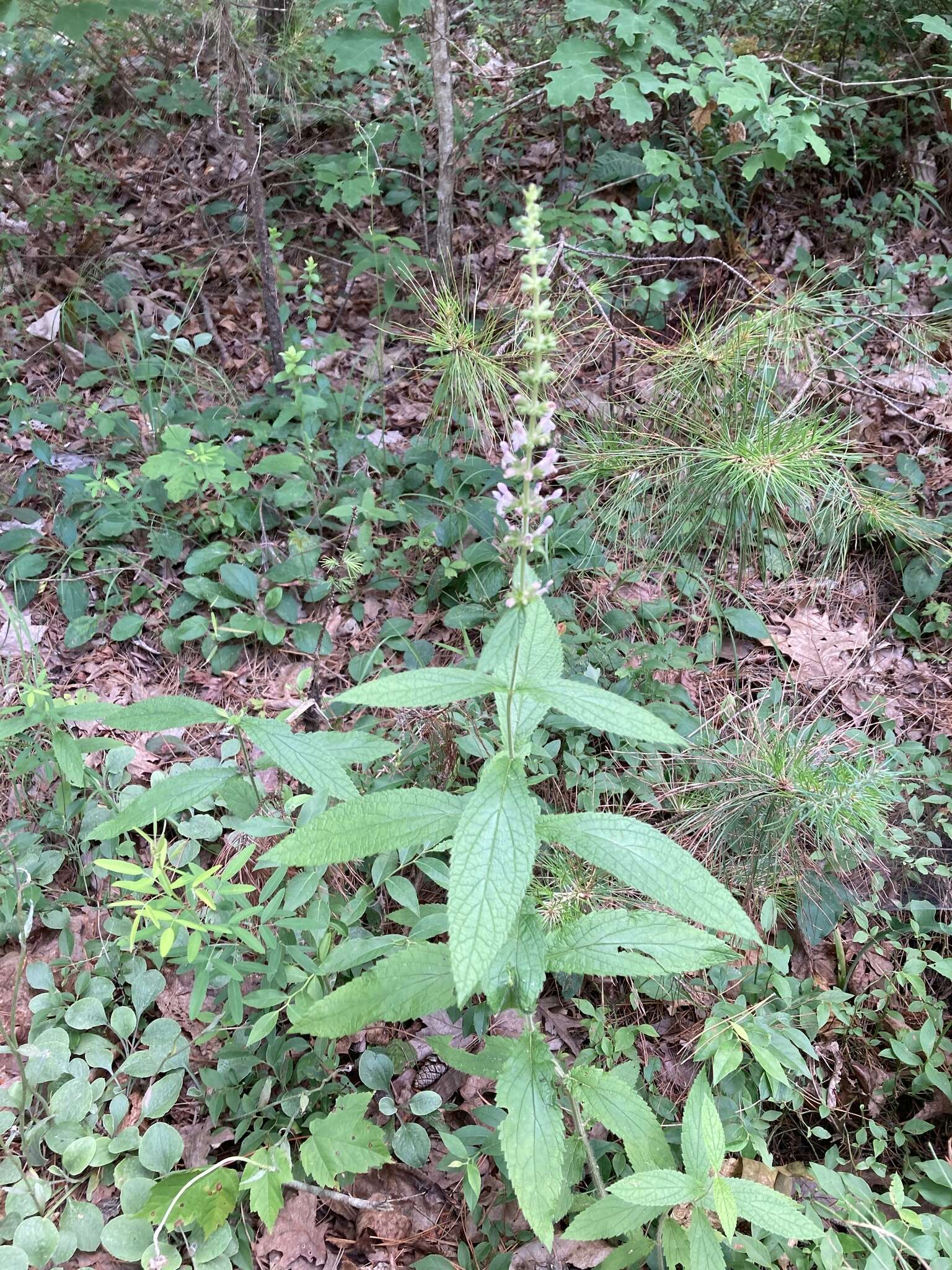 Image of Stachys iltisii J. B. Nelson