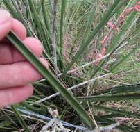 Image of redflower false yucca