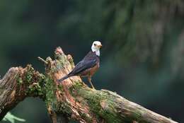 <i>Turdus niveiceps</i>的圖片