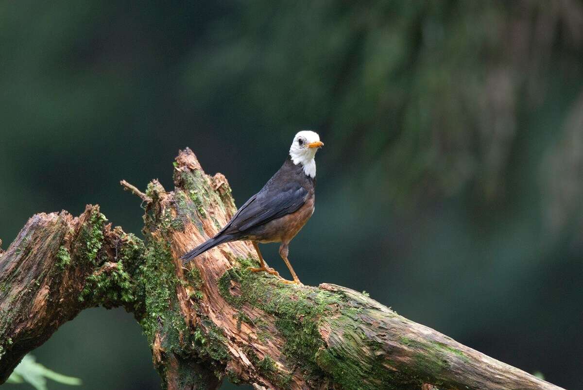 <i>Turdus niveiceps</i>的圖片