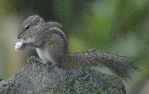 Image of Indian palm squirrel