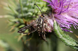 Image of Pyropteron triannuliformis (Freyer 1843)