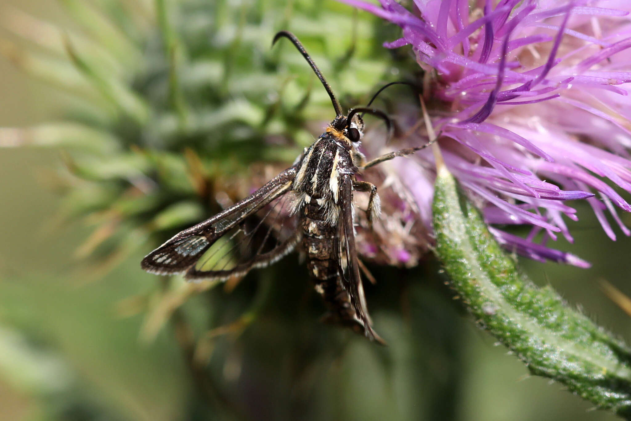 Image of Pyropteron triannuliformis (Freyer 1843)